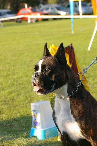 www.boxer-show.eu